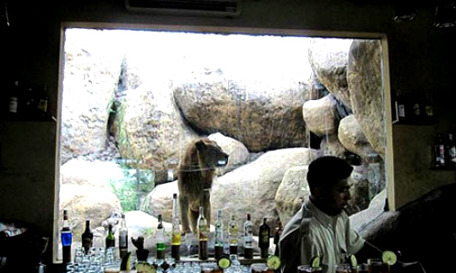 Dùng bữa cùng… dã thú